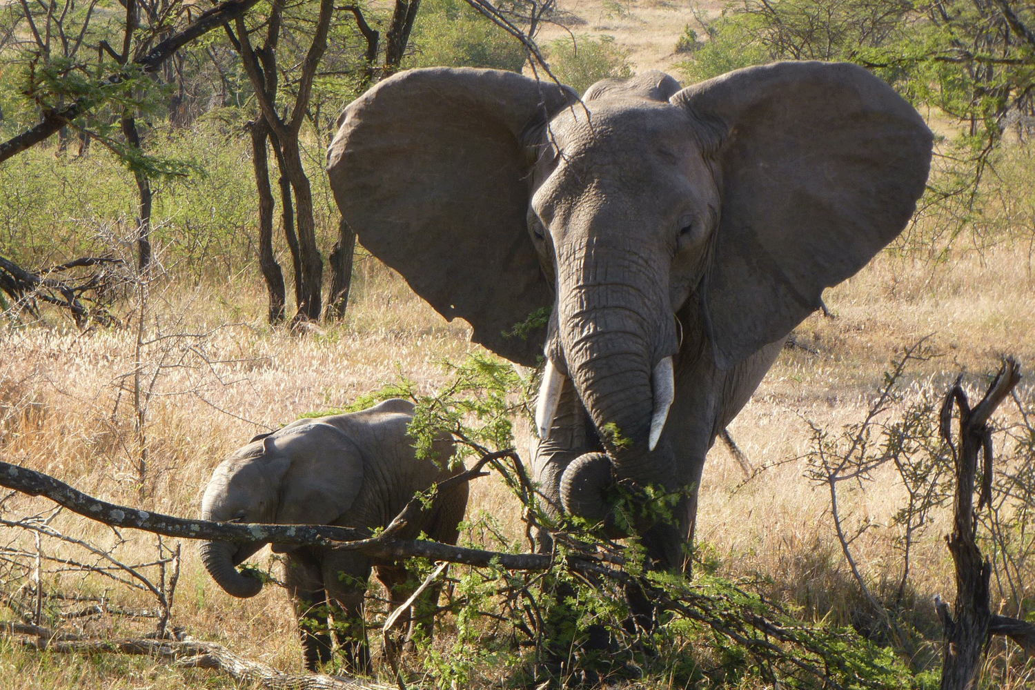 KHWAI COMMUNITY AREA - African Travels - Botswana