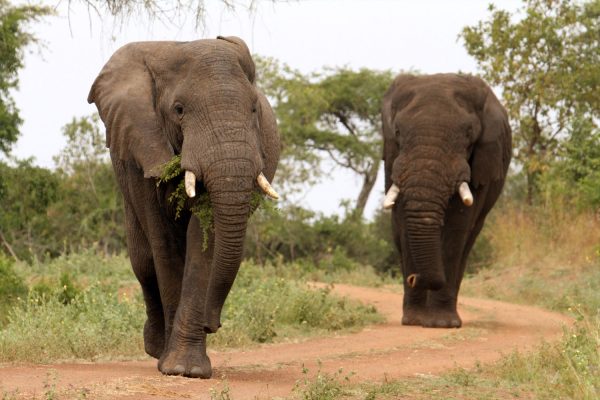 How to observe elephants in a safe and ethical way on safari