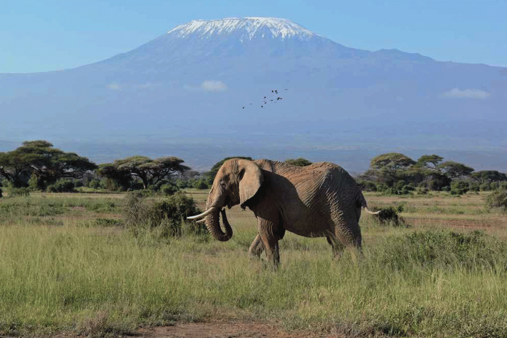 serengeti safari from kilimanjaro airport