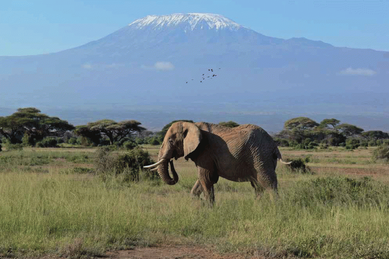 Can you see the Kilimanjaro from the Serengeti? - African Travels