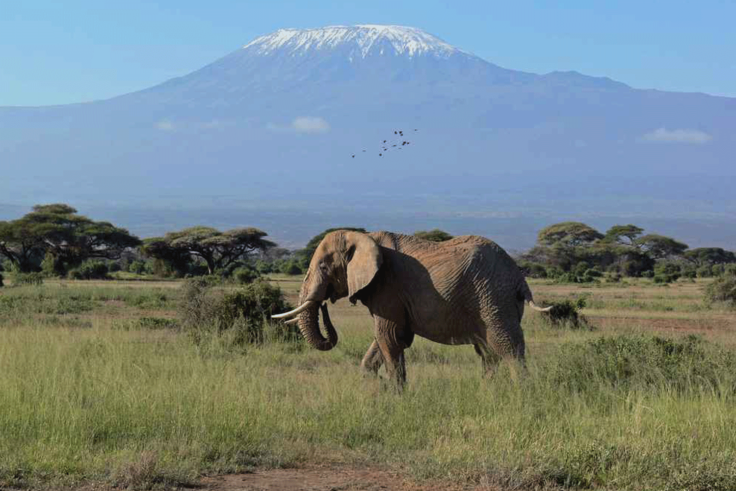 Биосферный заповедник Амбосели, Кения