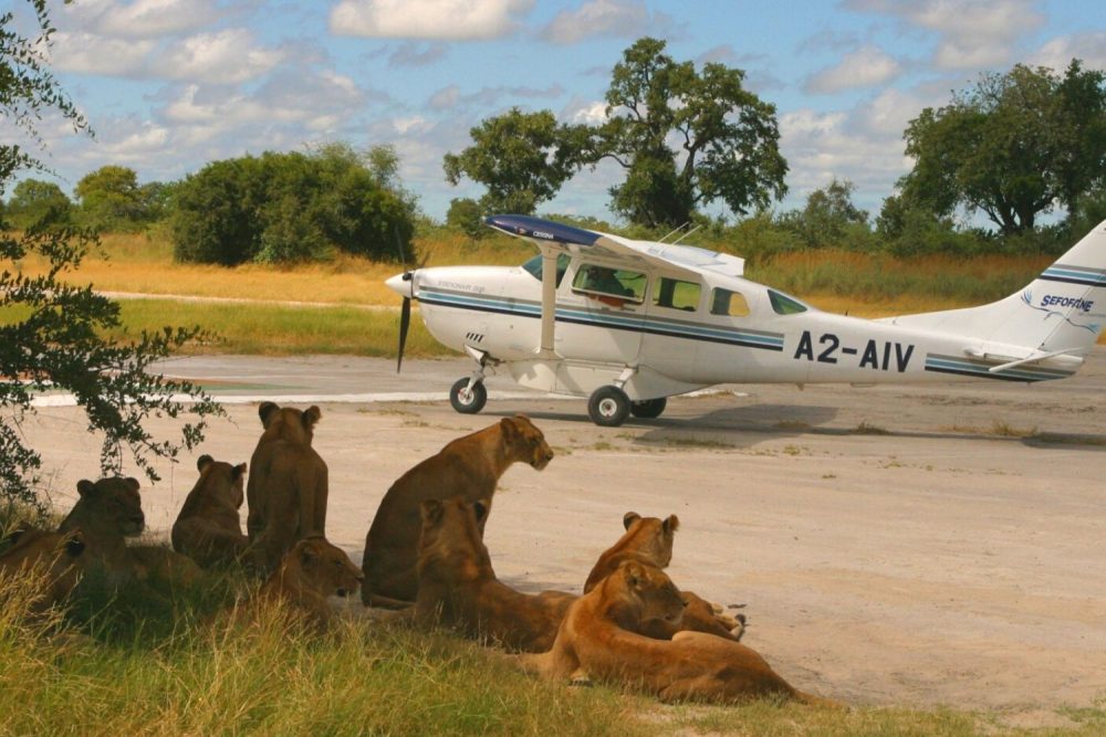 Go to Africa by plane picture