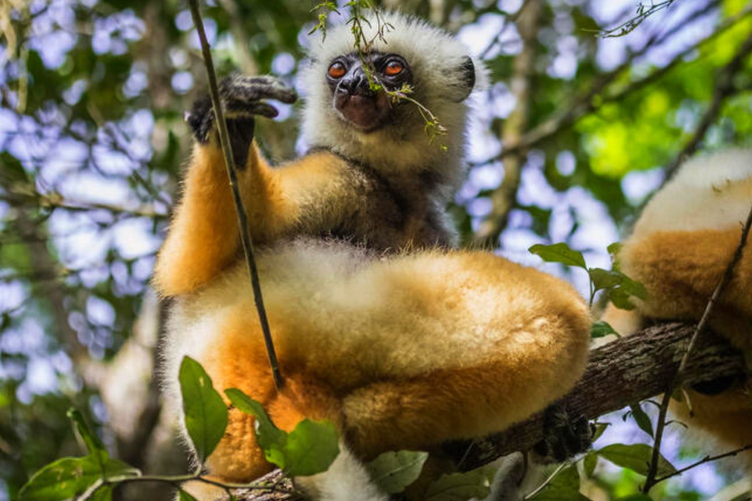 ANDASIBE MANTADIA NATIONAL PARK - African Travels