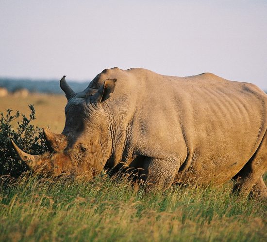 KHAMA RHINO SANCTUARY - African Travels - Botswana