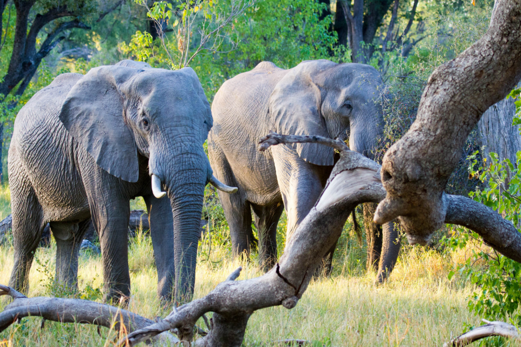 7 days- Intrepid Hwange Zimbabwe Mid-Range - African Travels