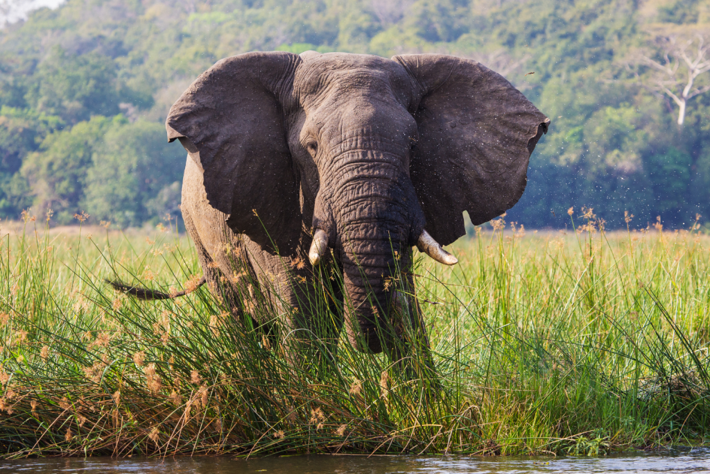 How to observe elephants in a safe and ethical way on safari