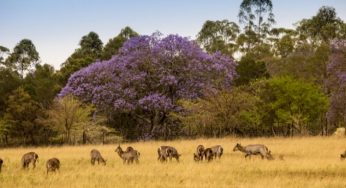 Wat is de reistijd voor een reis door Afrika?