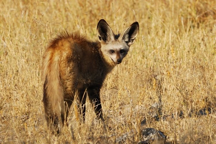 The Shy 5 Animals of Africa - African Travels