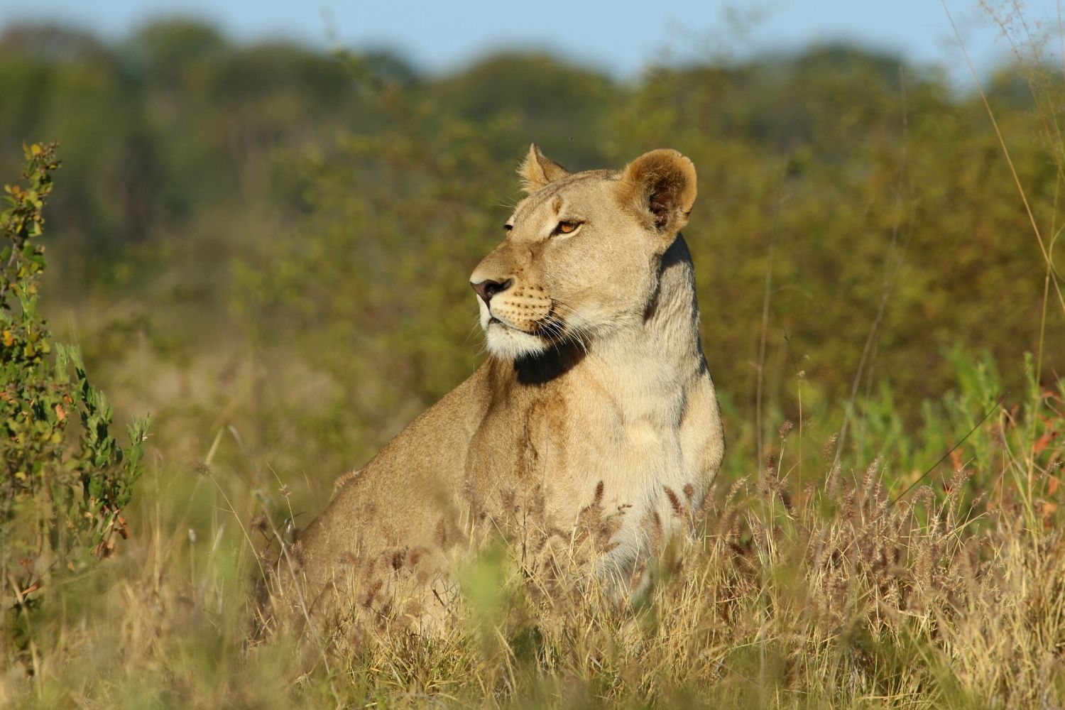 KHAUDUM NATIONAL PARK - African Travels - Namibia Tours and Safaris