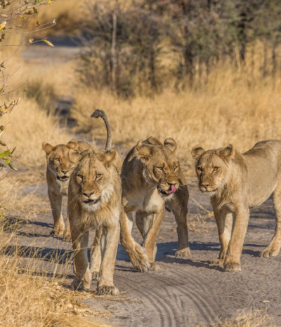 De ultieme wildernis van Botswana
