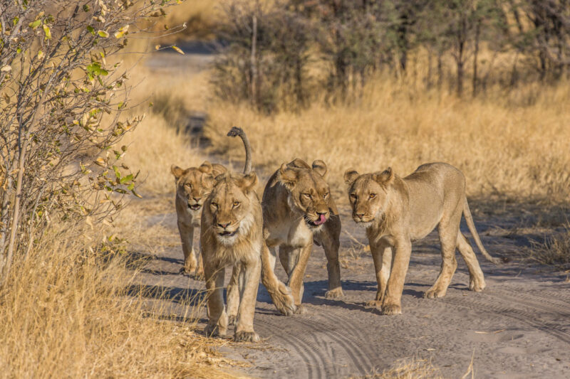De ultieme wildernis van Botswana
